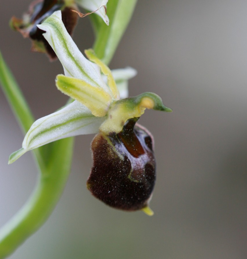 Ophrys praecox o morisii?